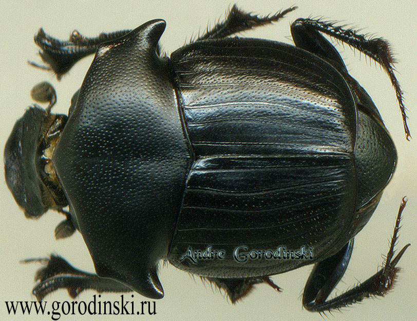 http://www.gorodinski.ru/copr/Onthophagus potanini.jpg